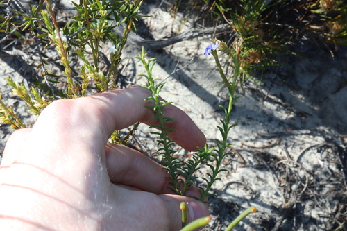 Image of Leschenaultia heteromera by (c) Thomas Mesaglio, some rights reserved (CC BY)