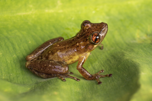 Campo Belo Snouted Treefrog
