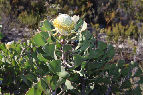 Image of Isopogon trilobus by (c) Thomas Mesaglio, some rights reserved (CC BY)