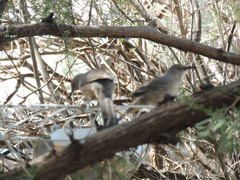 Toxostoma curvirostre