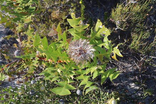 Image of Banksia baxteri by (c) Thomas Mesaglio, some rights reserved (CC BY)