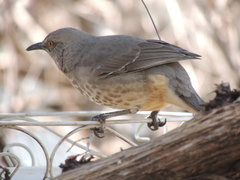Toxostoma curvirostre