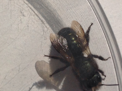 Osmia lignaria propinqua