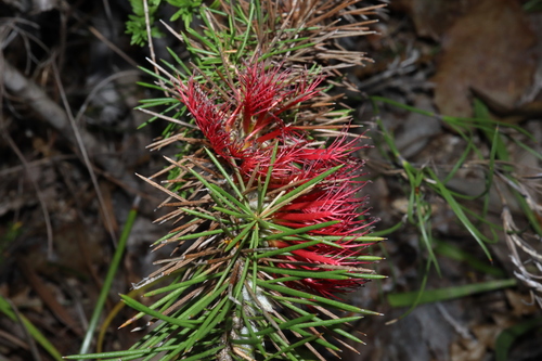 Image of Melaleuca peucophylla by (c) Thomas Mesaglio, some rights reserved (CC BY)