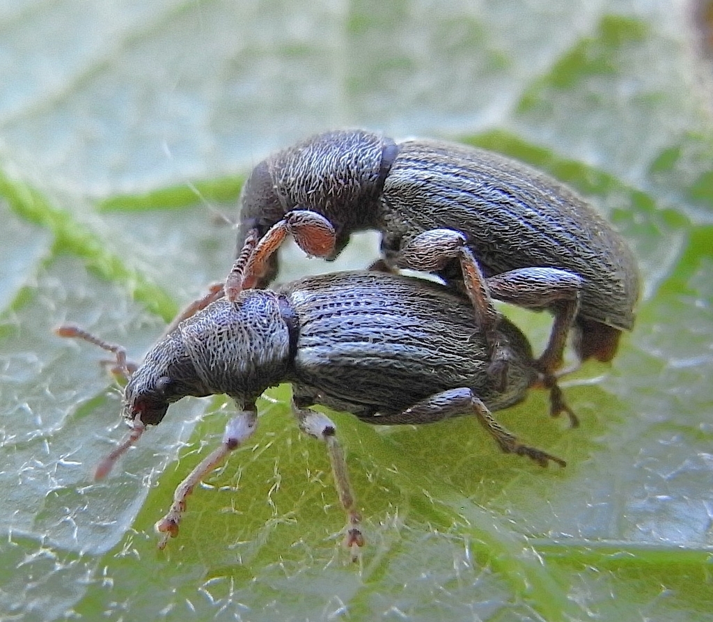 Polydrusus marginatus