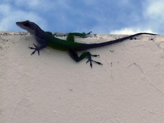 Anolis leachii