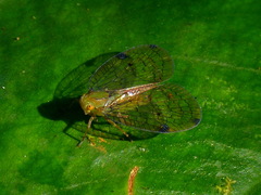 Varciopsis trigutta