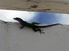 Anolis leachii
