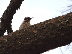 Dryobates stricklandi