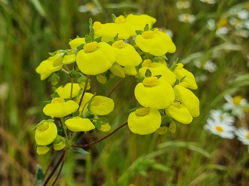 Calceolaria nudicaulis (Calceolaria nudicaulis)
