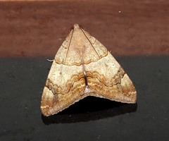 Achaea janata