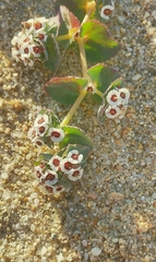 Euphorbia leucophylla