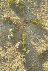 Euphorbia leucophylla