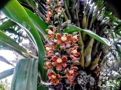 Prosthechea maculosa