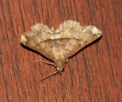 Adrapsa quadrilinealis