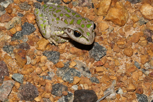 Ranoidea cyclorhynchus
