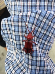 Dicelosternus corallinus