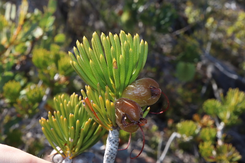 Image of Melaleuca valida by (c) Thomas Mesaglio, some rights reserved (CC BY)