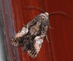 Aedia acronyctoides