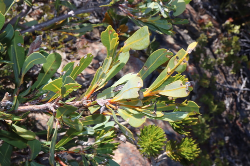 Image of Banksia oreophila by (c) Thomas Mesaglio, some rights reserved (CC BY)