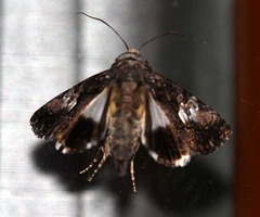 Aedia acronyctoides