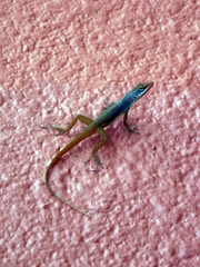Anolis wattsii