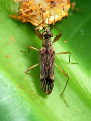 Neopamera neotropicalis