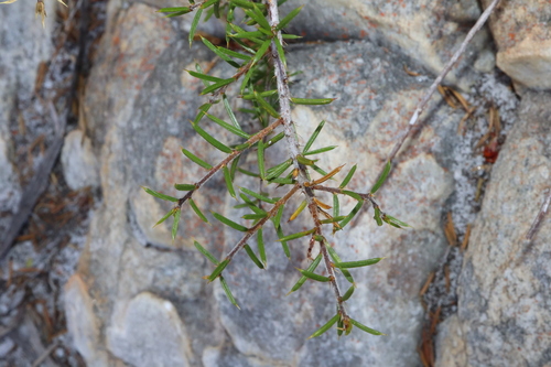 Image of Acacia argutifolia by (c) Thomas Mesaglio, some rights reserved (CC BY)