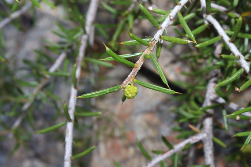 Image of Acacia argutifolia by (c) Thomas Mesaglio, some rights reserved (CC BY)