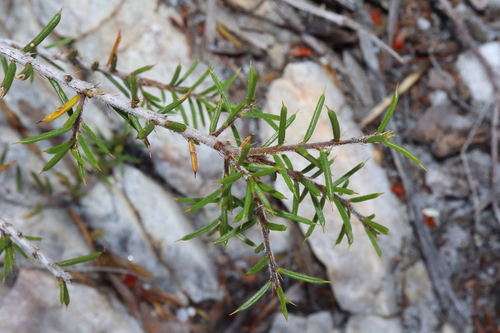 Image of Acacia argutifolia by (c) Thomas Mesaglio, some rights reserved (CC BY)