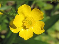 Ranunculus fascicularis