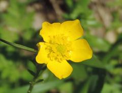 Ranunculus fascicularis