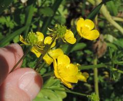 Ranunculus fascicularis