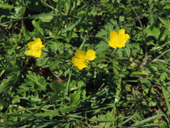 Ranunculus fascicularis