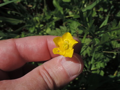 Ranunculus fascicularis