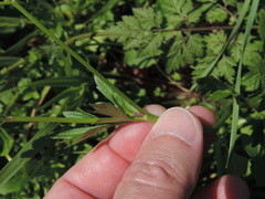 Ranunculus fascicularis
