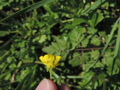 Ranunculus fascicularis