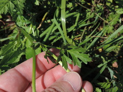 Ranunculus fascicularis