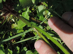 Ranunculus fascicularis