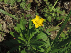 Ranunculus fascicularis