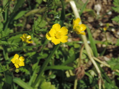 Ranunculus fascicularis
