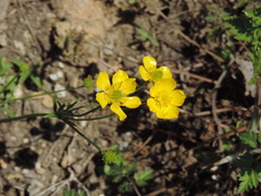 Ranunculus fascicularis