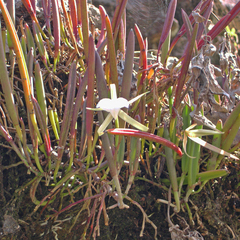 Brassavola nodosa image