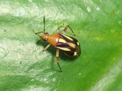 Horciasinus signoreti