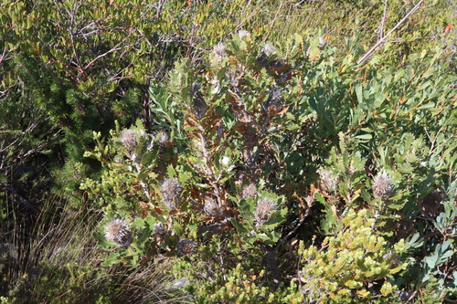 Image of Banksia heliantha by (c) Thomas Mesaglio, some rights reserved (CC BY)