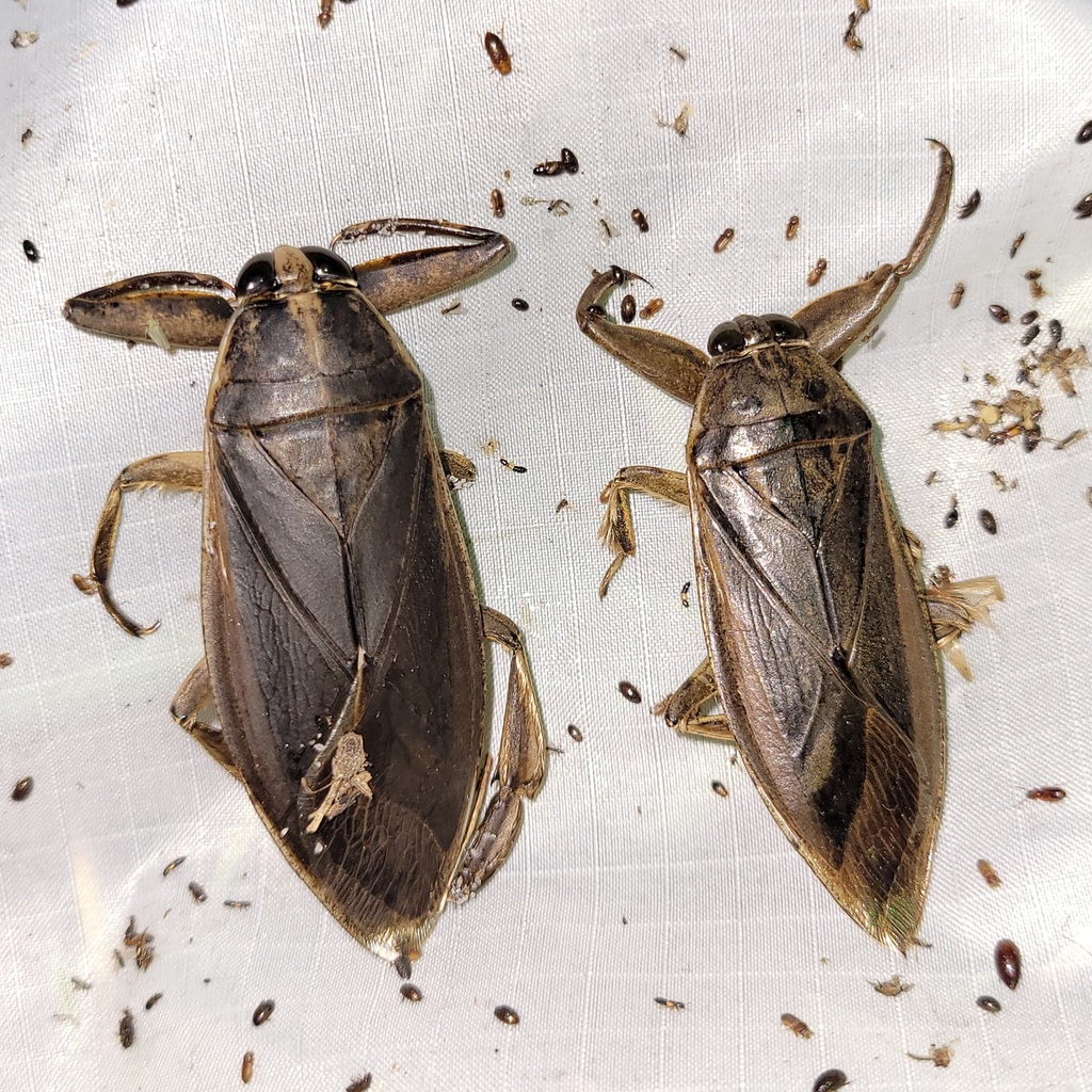 Uhler's Giant Water Bug from Archbold Biological Station, trail north
