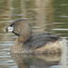 Northern Pied-billed Grebe - Photo (c) Sean Cozart, some rights reserved (CC BY-NC), uploaded by Sean Cozart