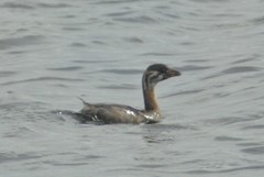 Podilymbus podiceps podiceps