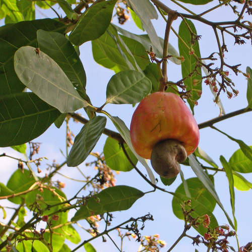 Anacardium occidentale - Habitat