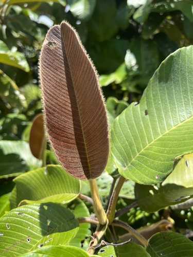 Foto de Pindaíba-vermelha
